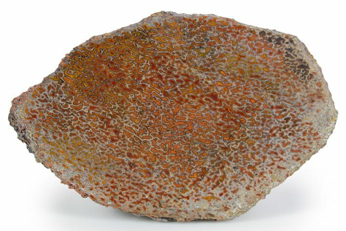 Polished Dinosaur Bone (Gembone) Section - New Mexico #348867